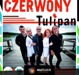 Czerwony Tulipan